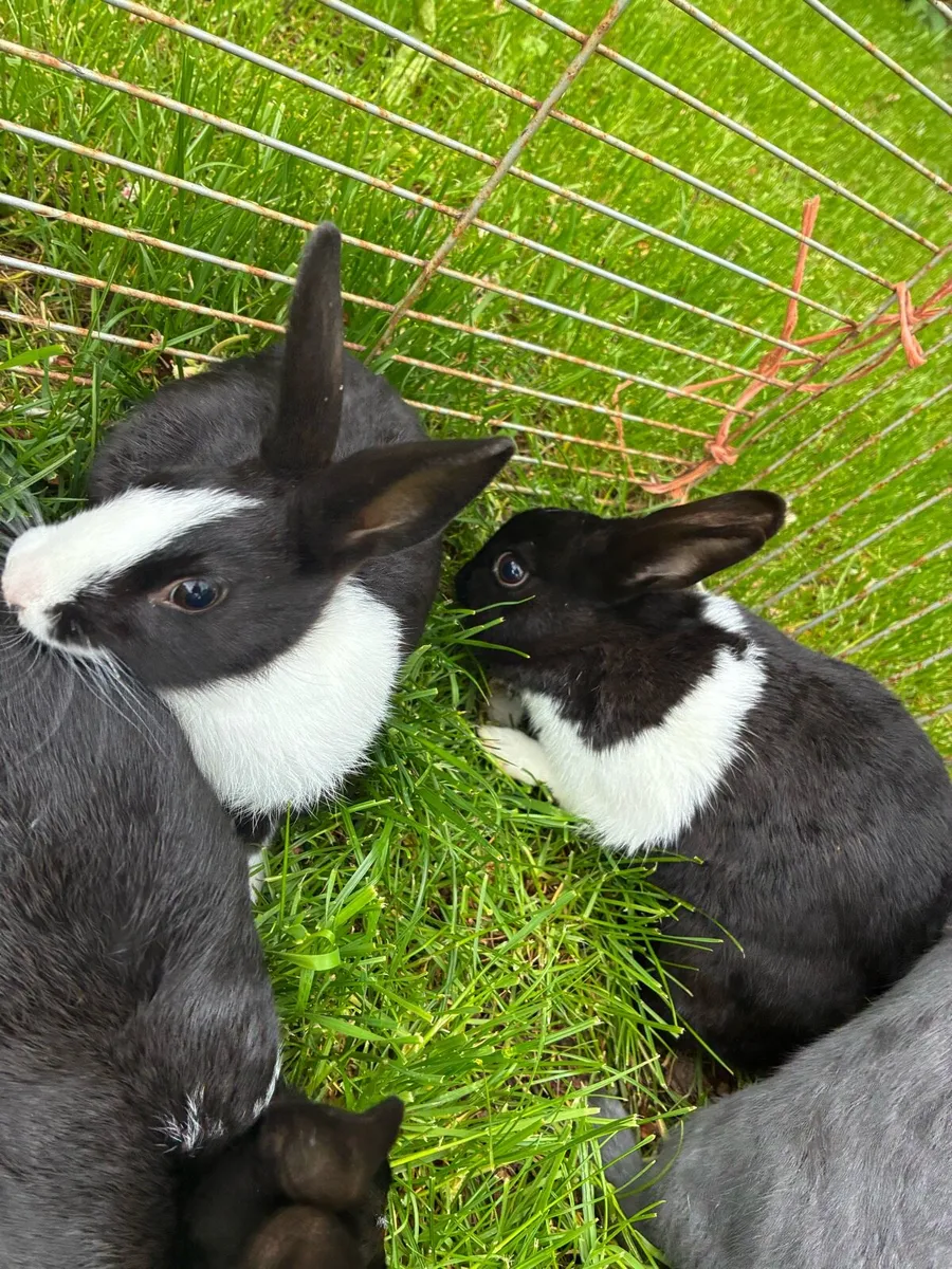 Dutch rabbits - Image 1