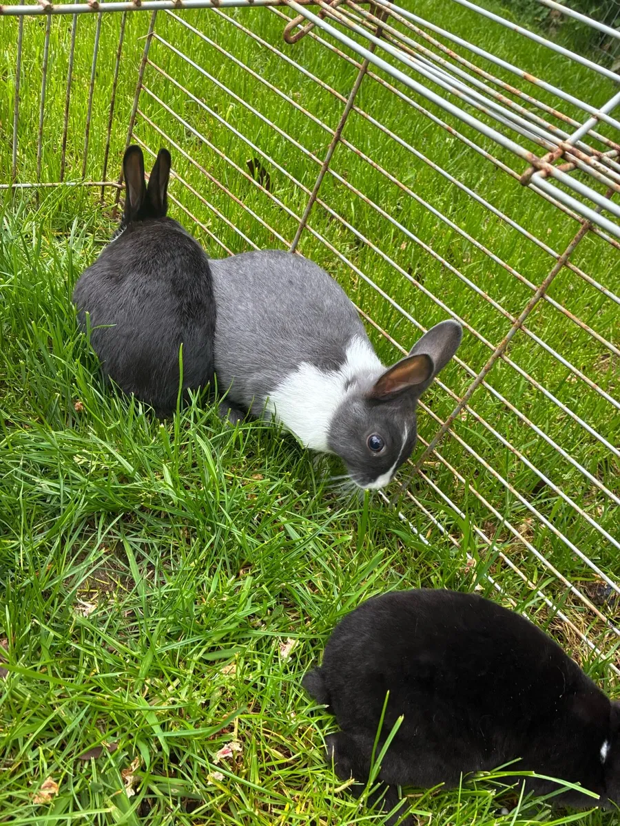 Dutch rabbits - Image 2