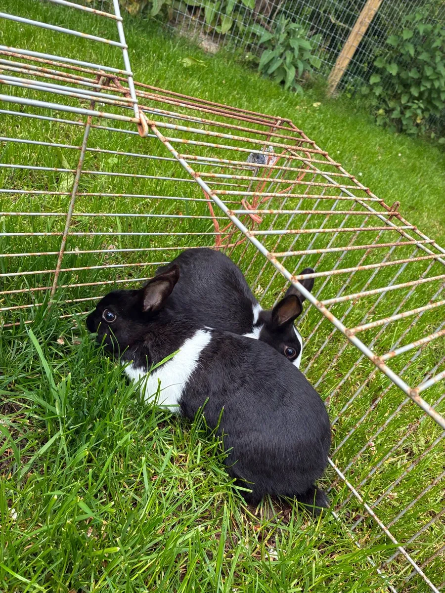 Dutch rabbits - Image 3