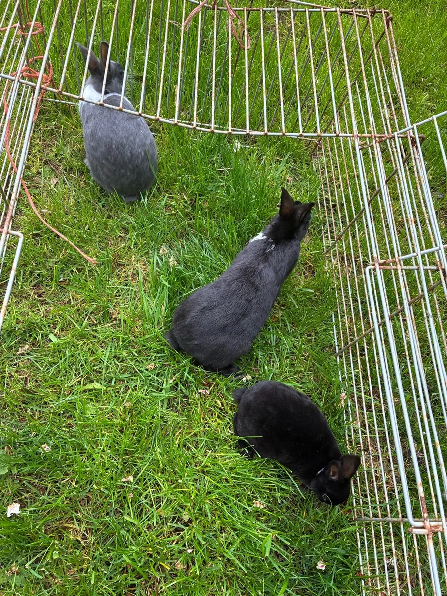 Dutch rabbits - Image 4