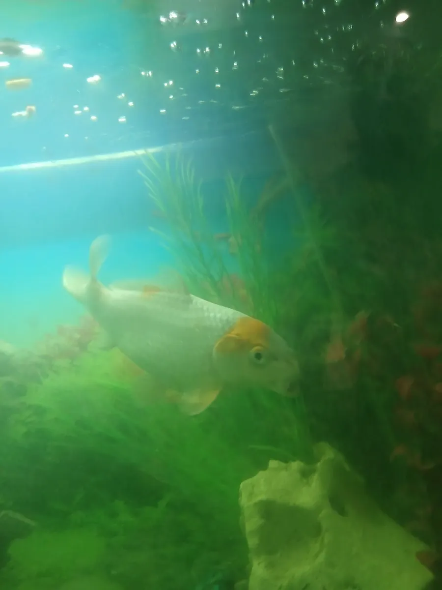 Japanese koi fish - Image 2
