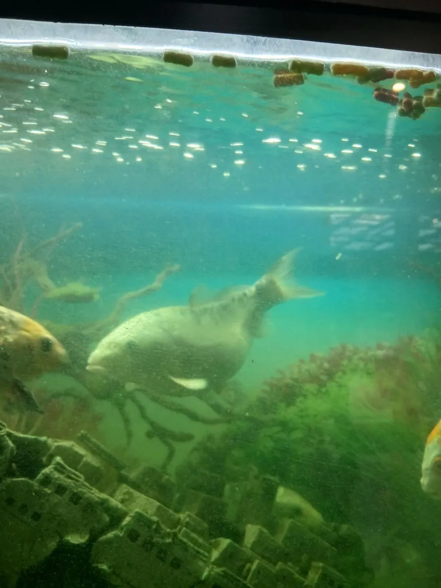 Japanese koi fish - Image 3