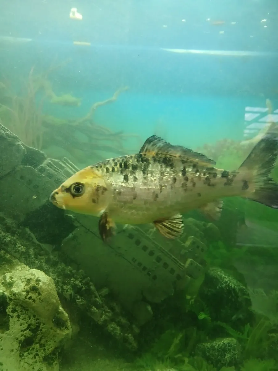 Japanese koi fish - Image 1