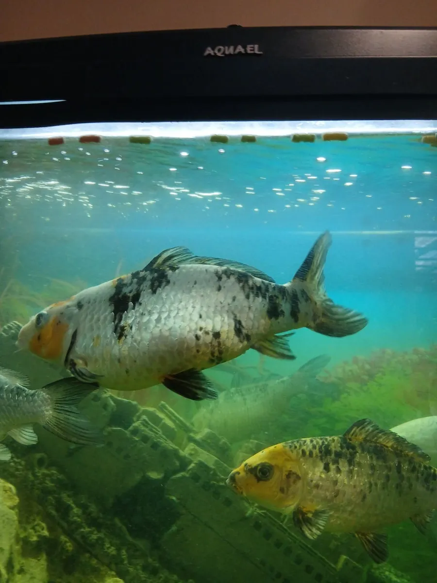 Japanese koi fish - Image 4