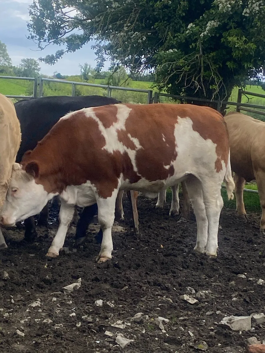 Heifer - Image 2