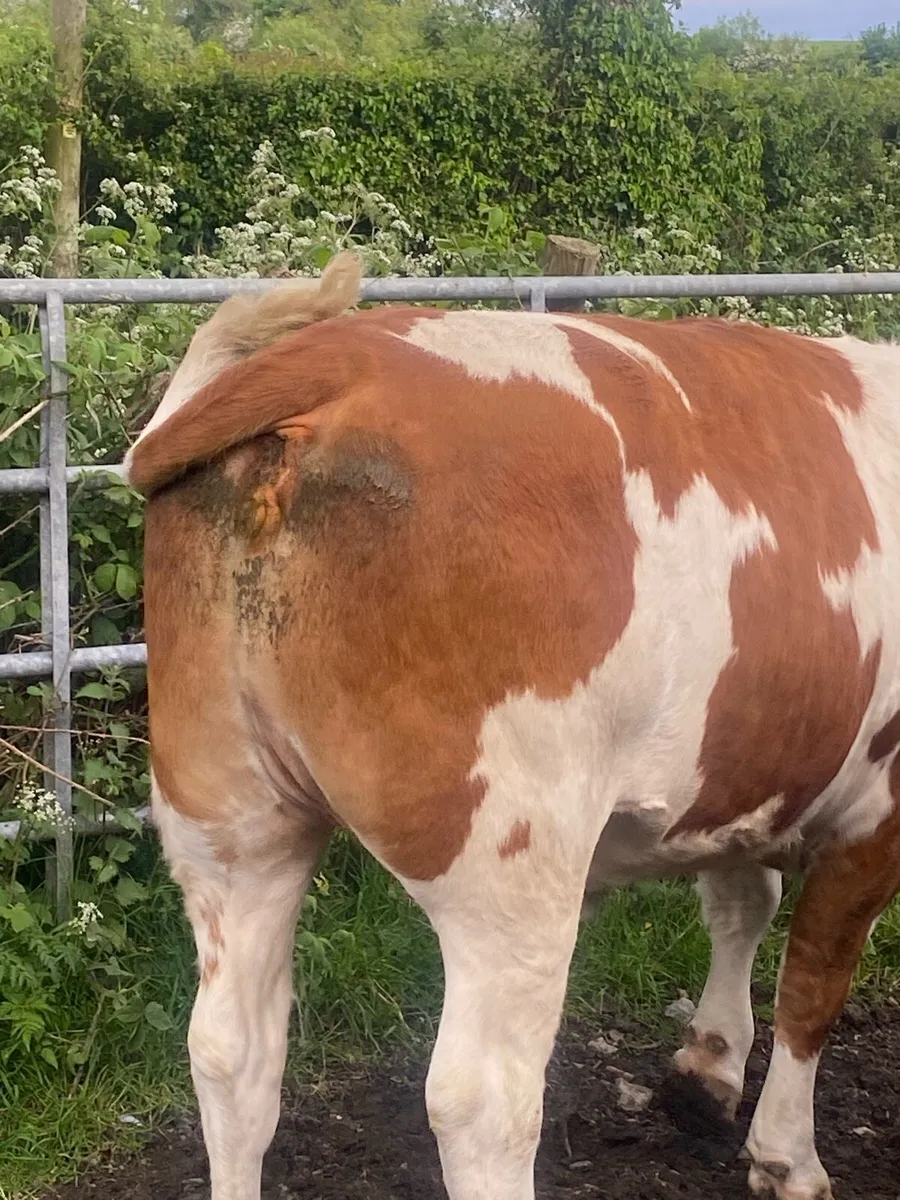 Heifer - Image 3