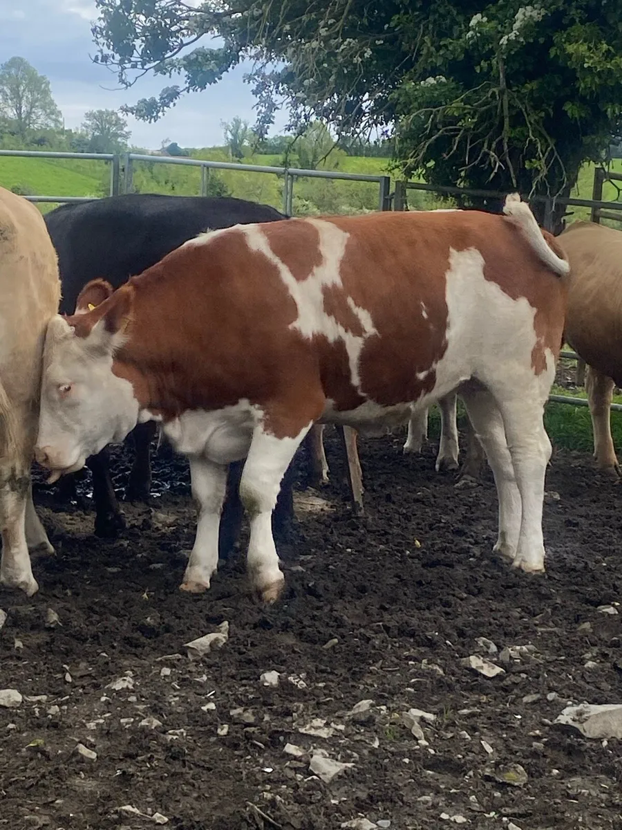 Heifer - Image 1