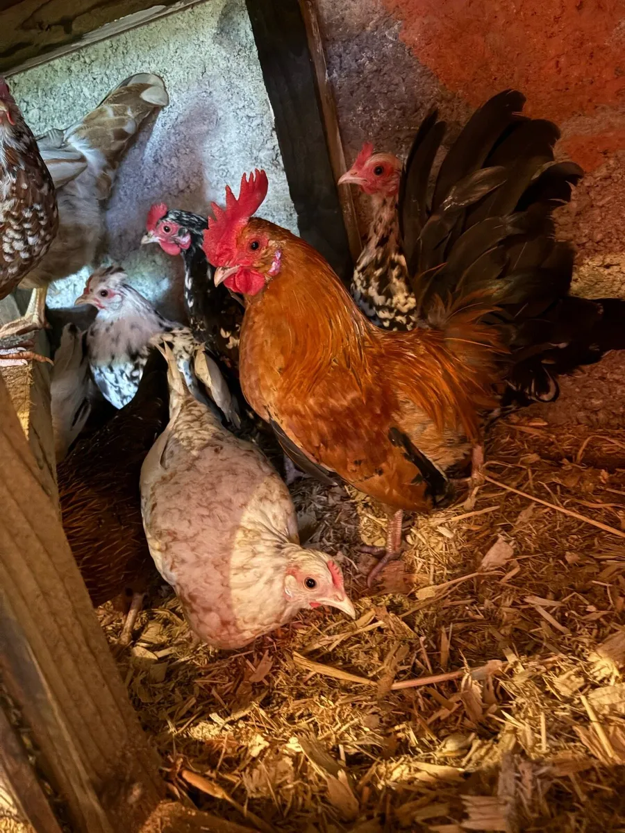 Bantams - Image 1