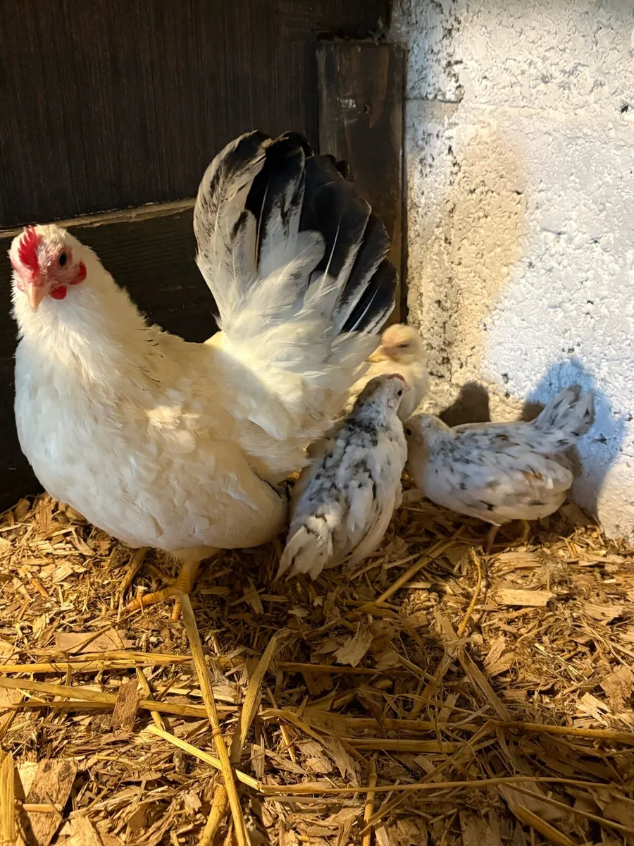 Bantams - Image 2