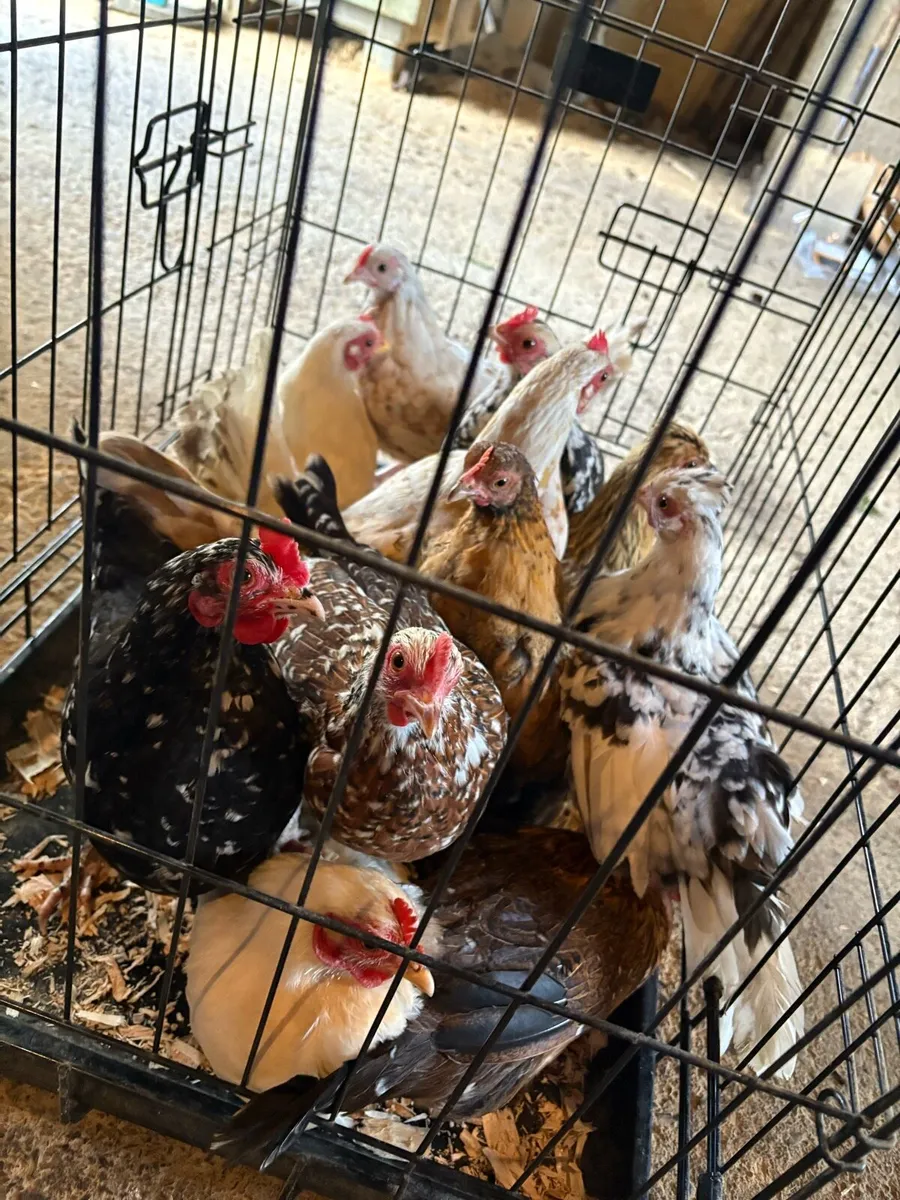 Bantams - Image 3