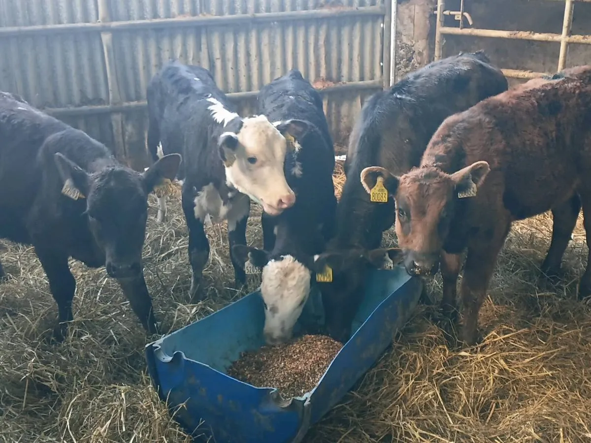 Reared Heifer Calves - Image 2