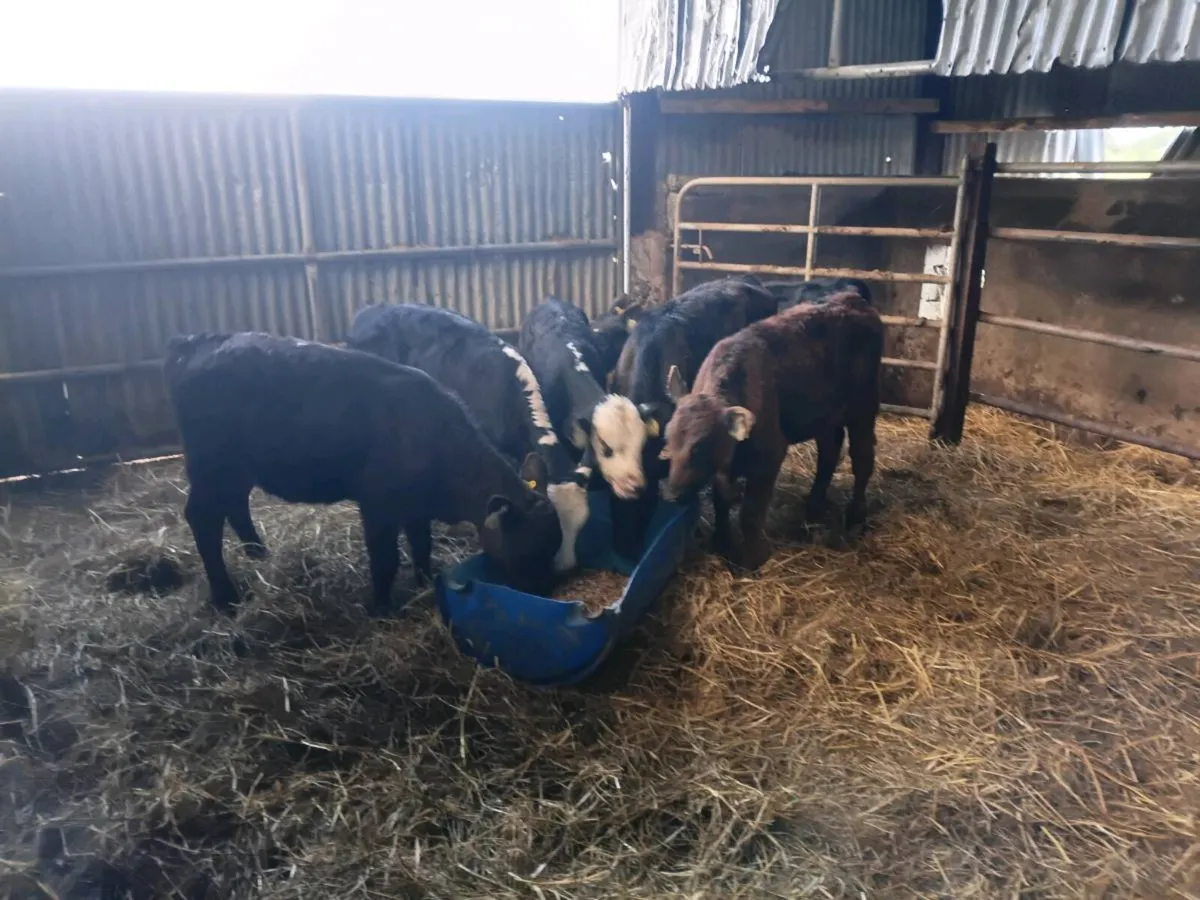 Reared Heifer Calves - Image 3