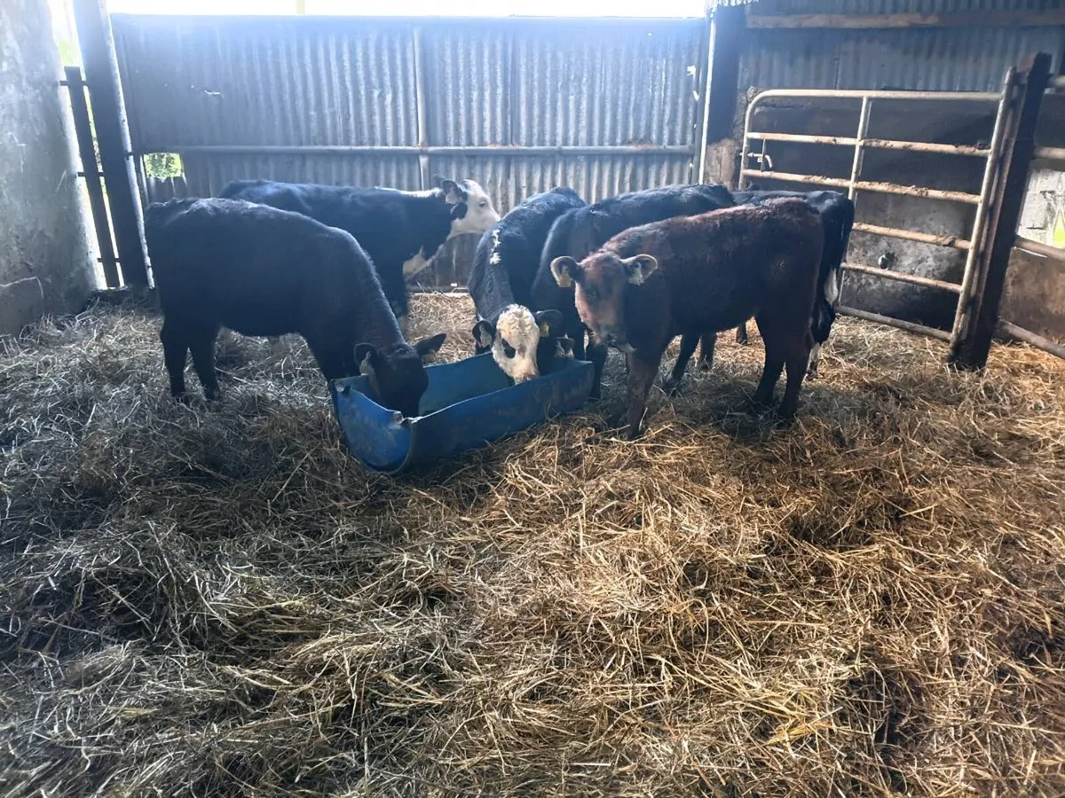 Reared Heifer Calves - Image 4