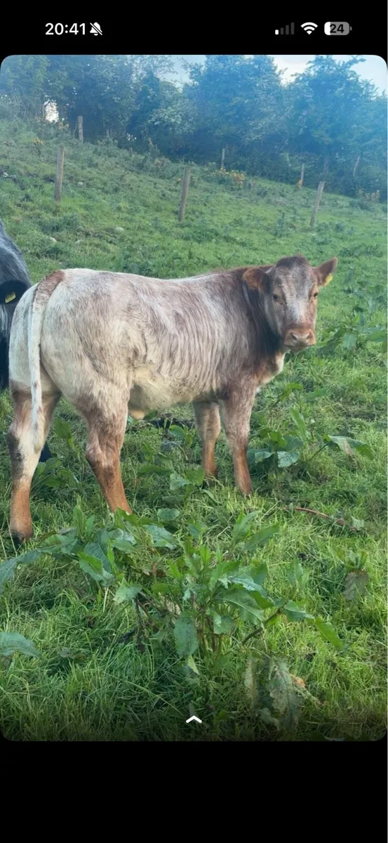 (For Mayo/Sligo Mart) 26/05/26 - Image 1