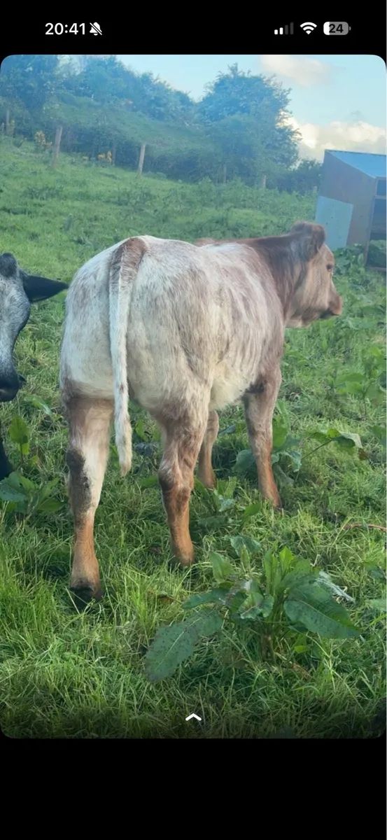(For Mayo/Sligo Mart) 26/05/26 - Image 2