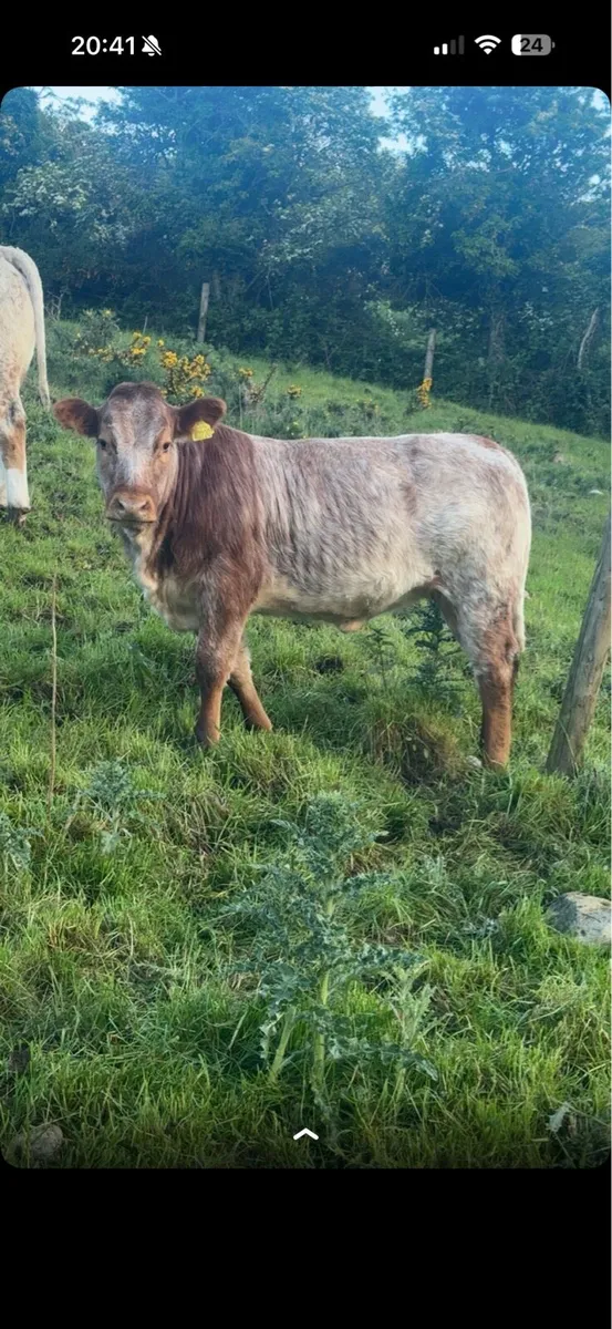 (For Mayo/Sligo Mart) 26/05/26 - Image 3