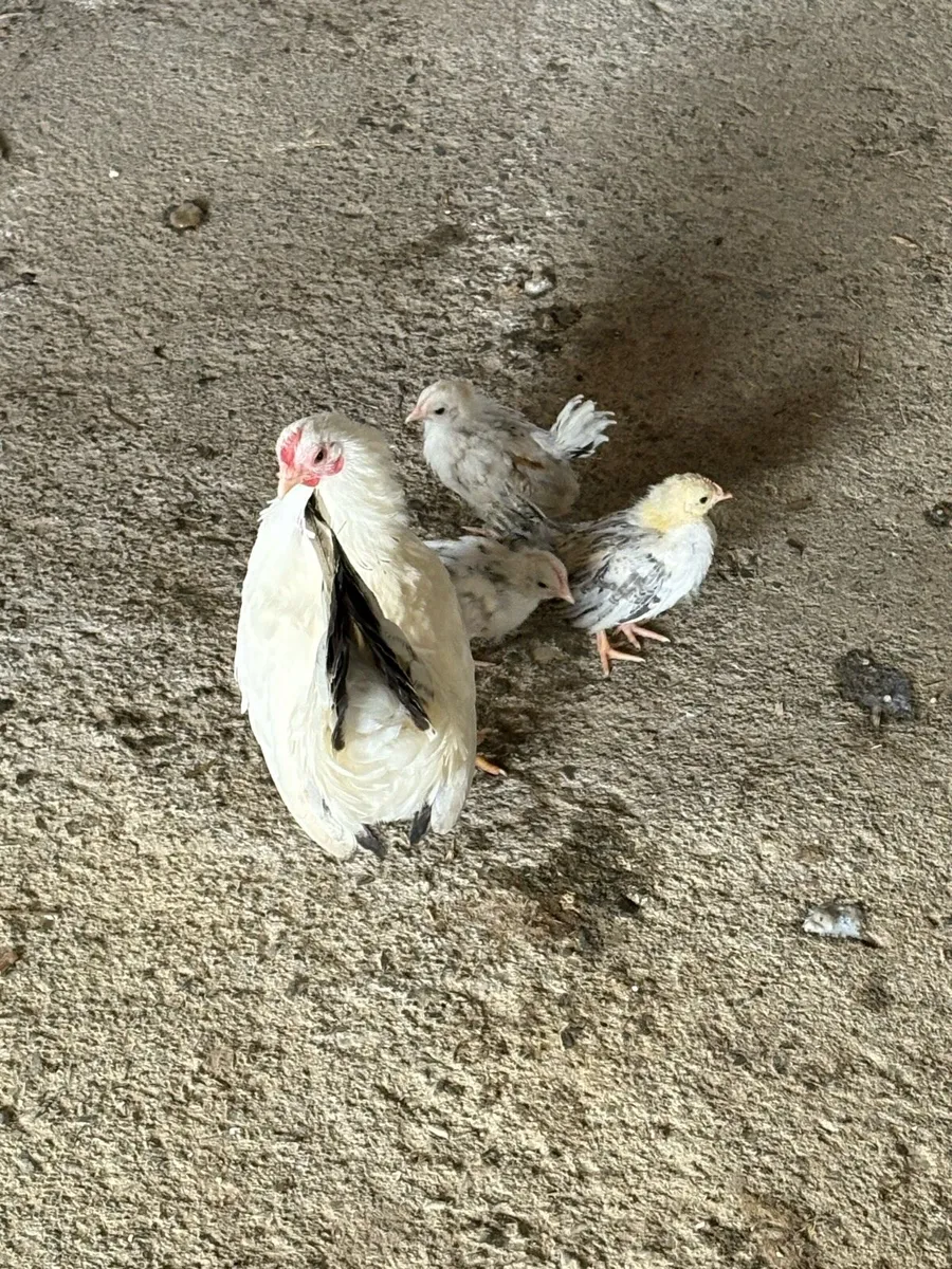 Bantams - Image 4