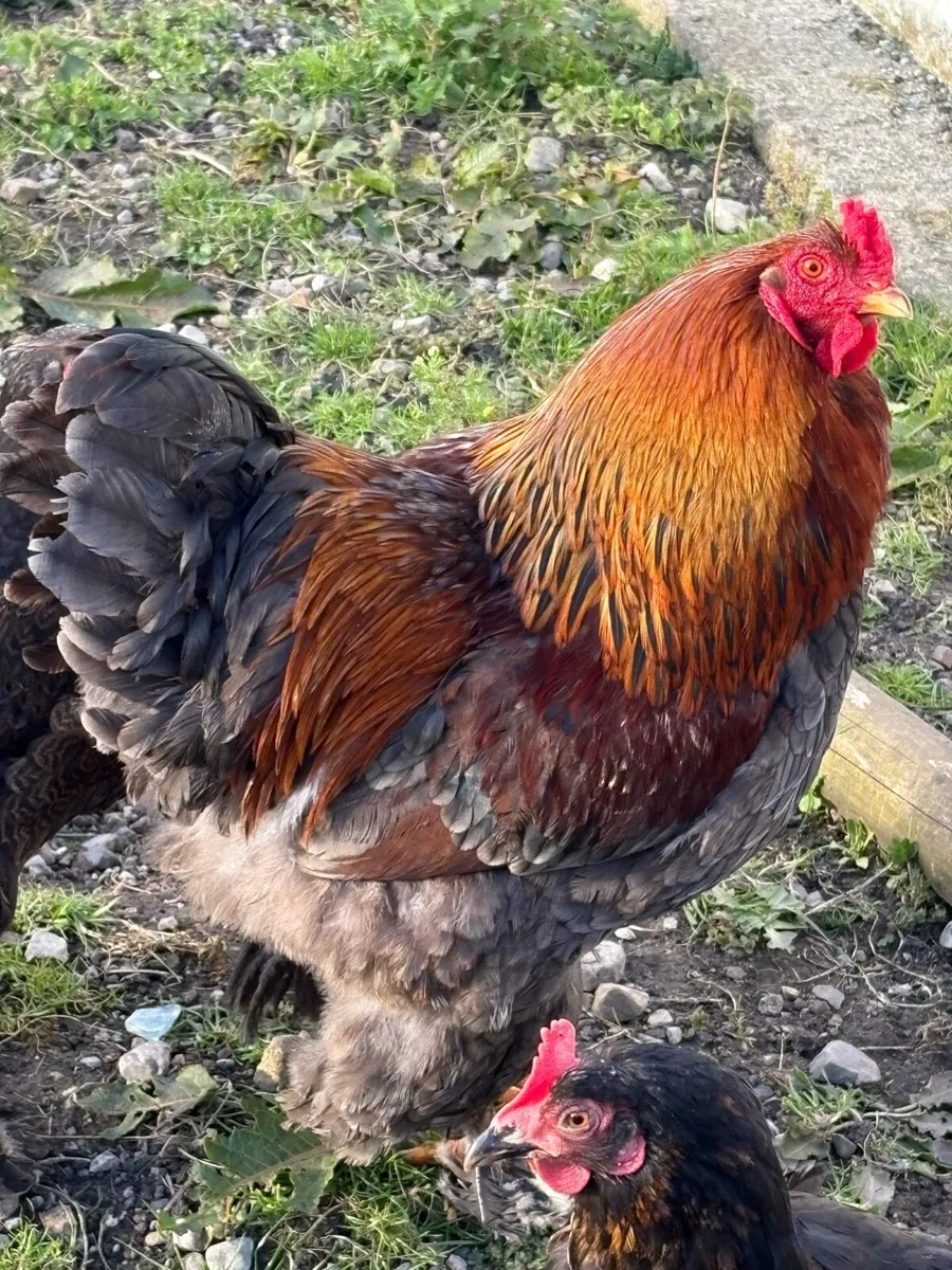 Bantams/ducks - Image 2