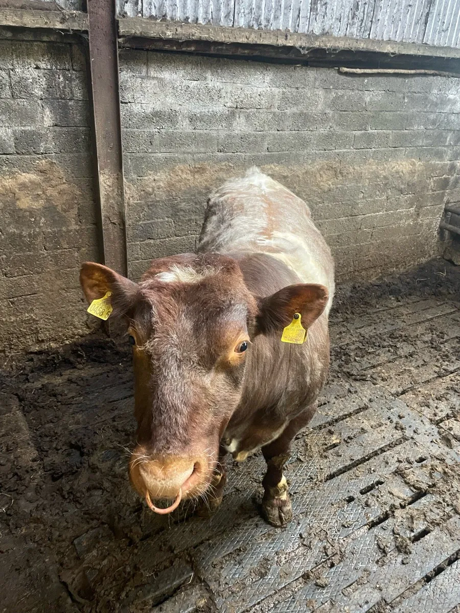 Shorthorn bull - Image 3