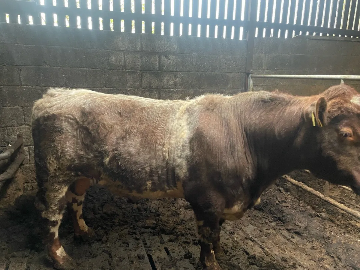 Shorthorn bull - Image 4