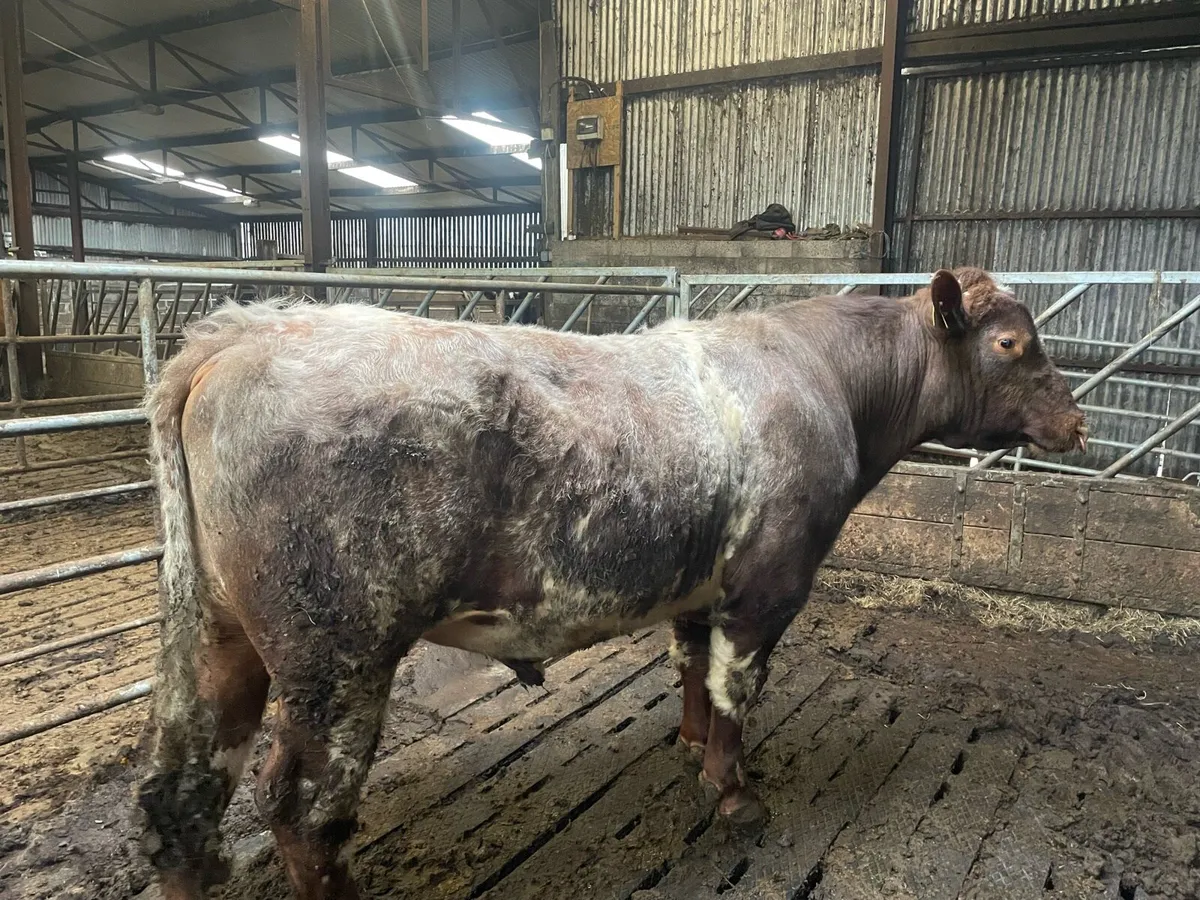 Shorthorn bull - Image 1