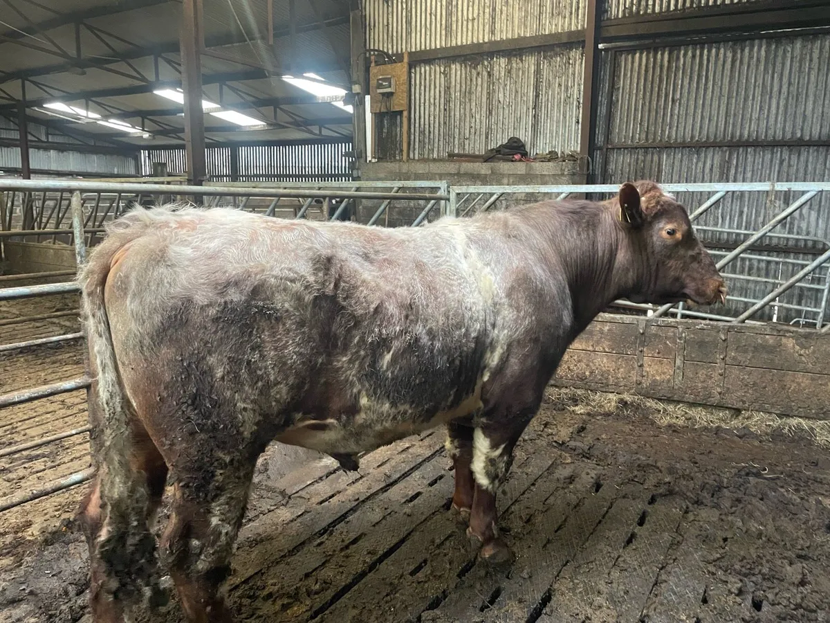 Shorthorn bull - Image 2