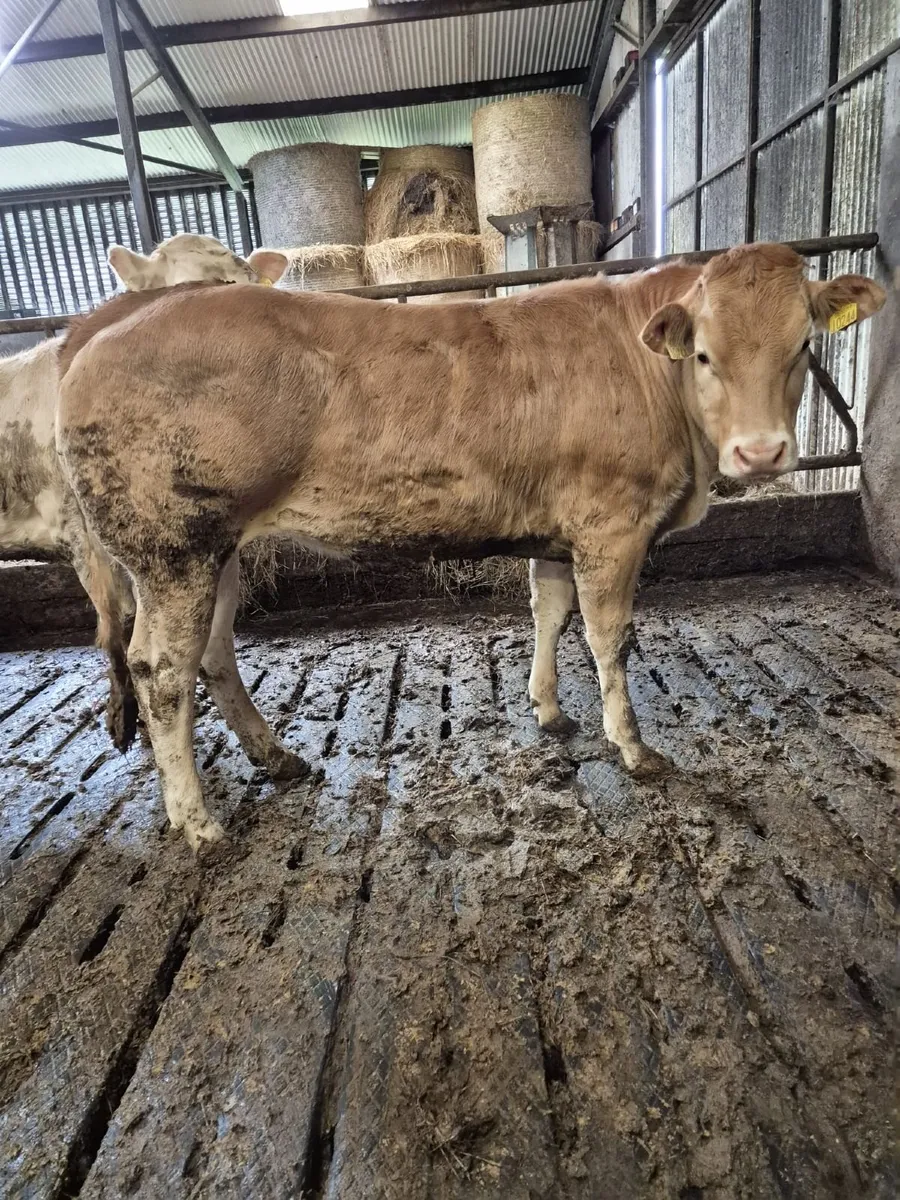Heifers - Image 1
