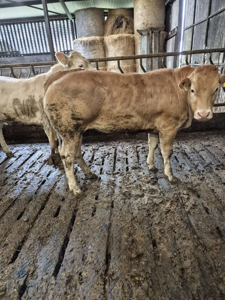 Heifers - Image 2