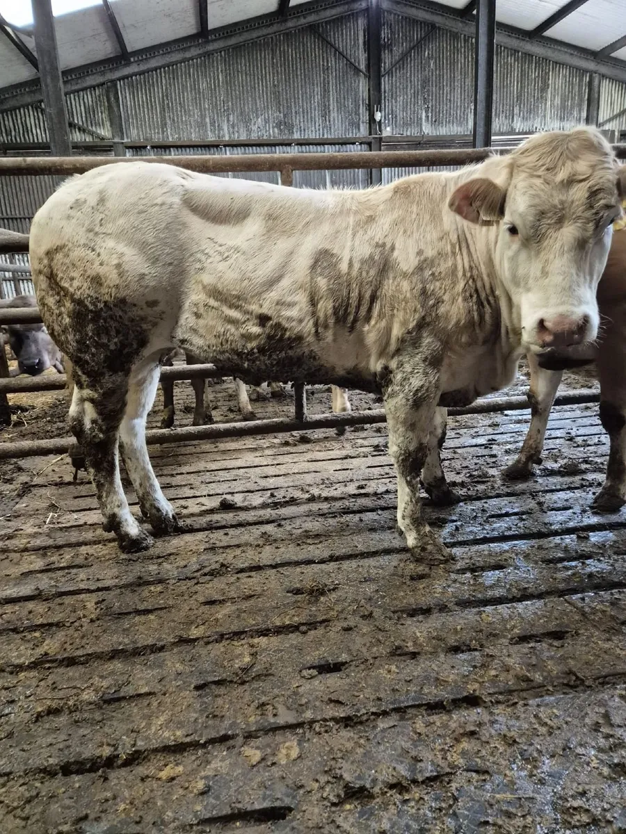 Heifers - Image 4
