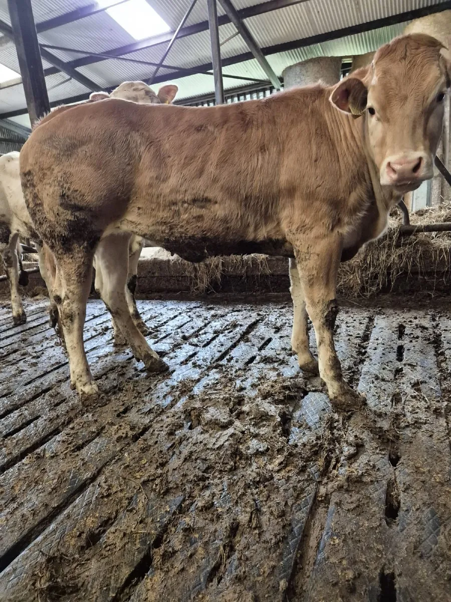 Heifers - Image 3