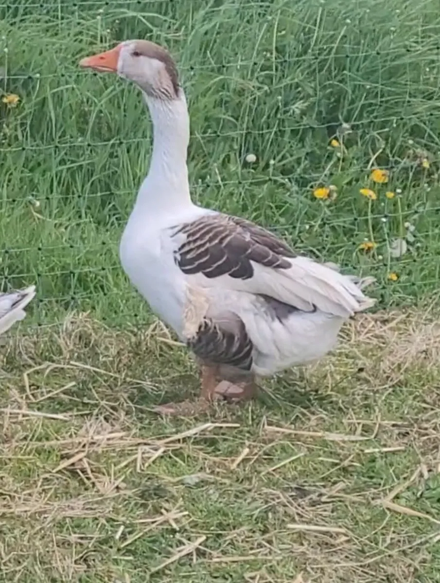 Geese - Image 2
