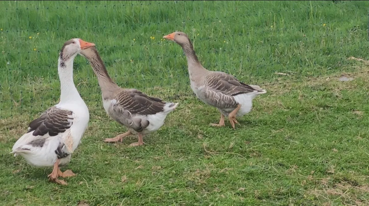 Geese - Image 4