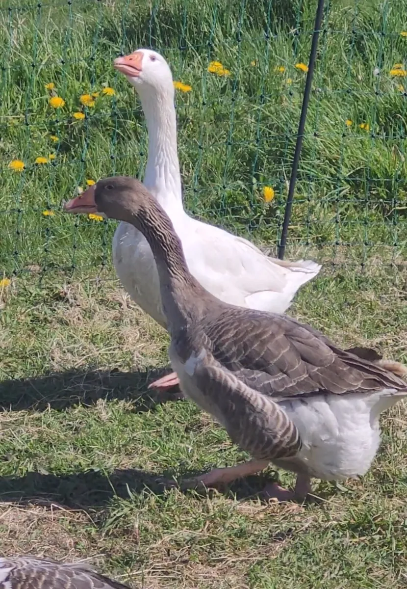 Geese - Image 1