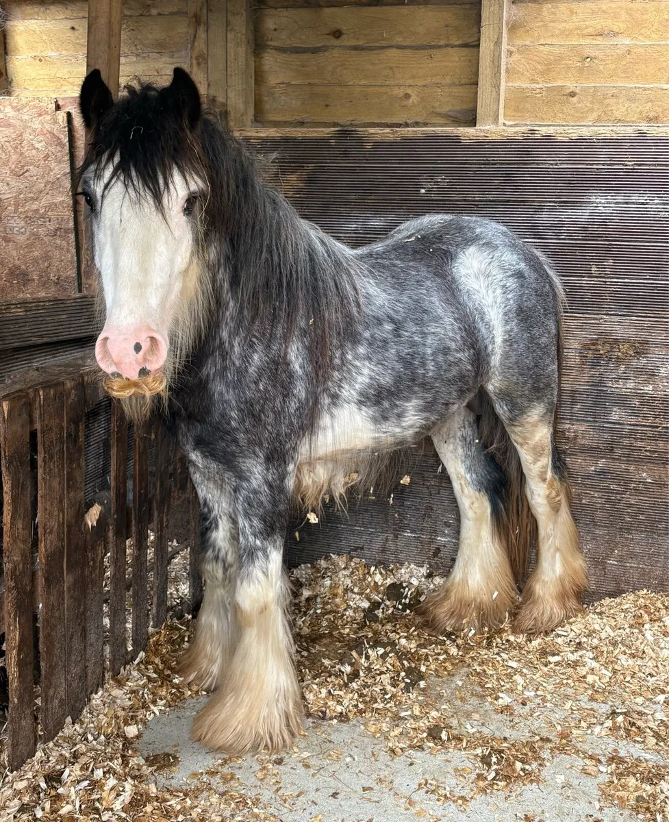 Stunning heavy blue/blagdon Traditional Cob - Image 3