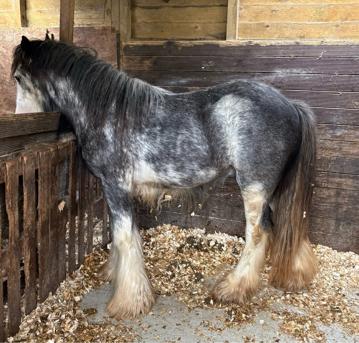 Stunning heavy blue/blagdon Traditional Cob - Image 4