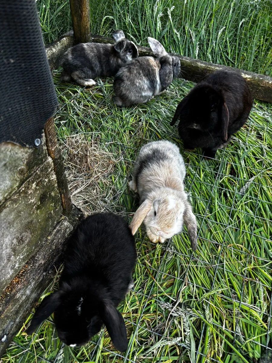 Lop eared rabbit - Image 4