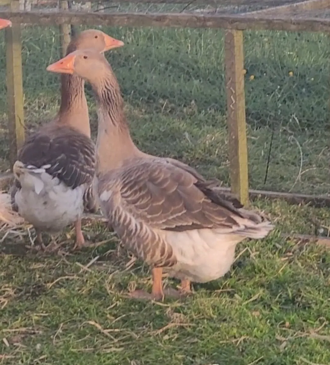 Geese - Image 3