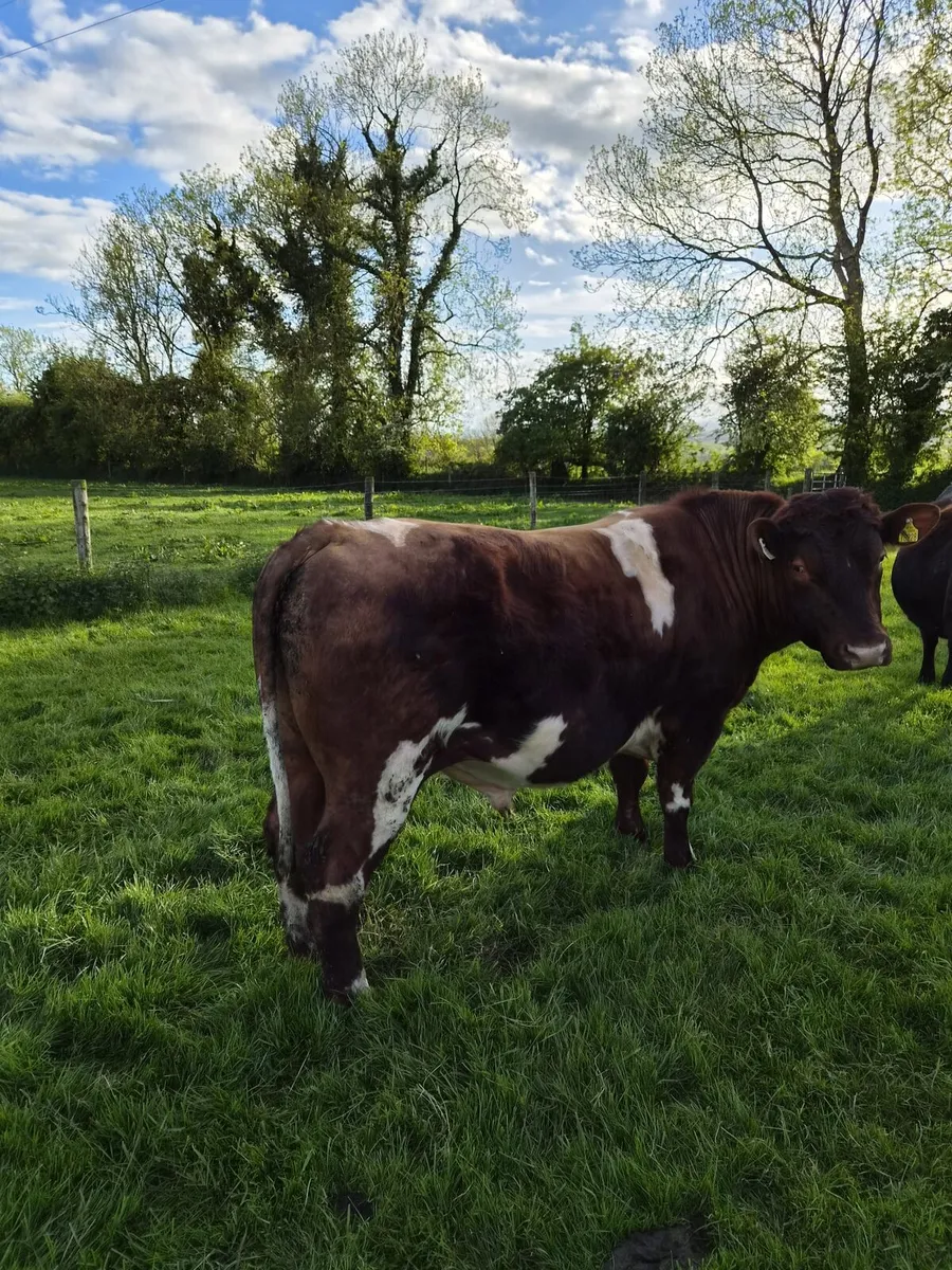 Shorthorn Bull for sale - Image 2