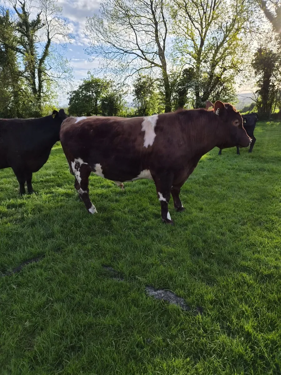 Shorthorn Bull for sale - Image 3