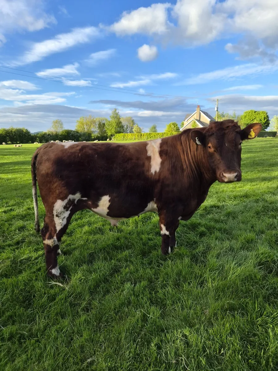 Shorthorn Bull for sale - Image 1