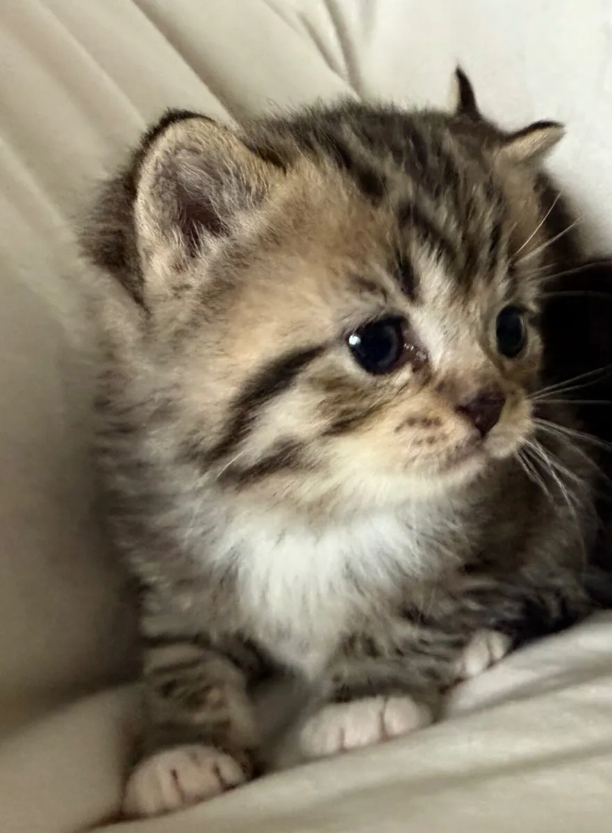 Kittens - Image 1