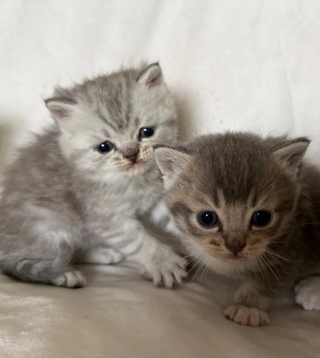 Kittens - Image 2