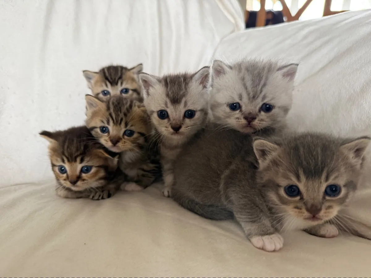 Kittens - Image 4