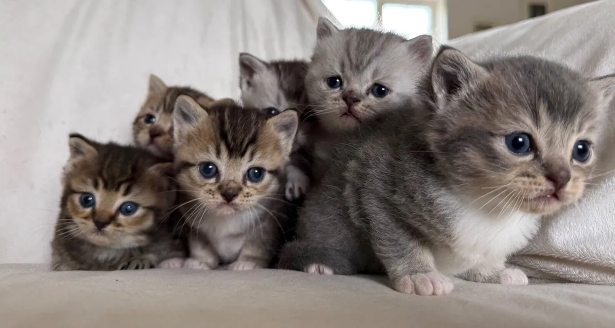 Kittens - Image 3