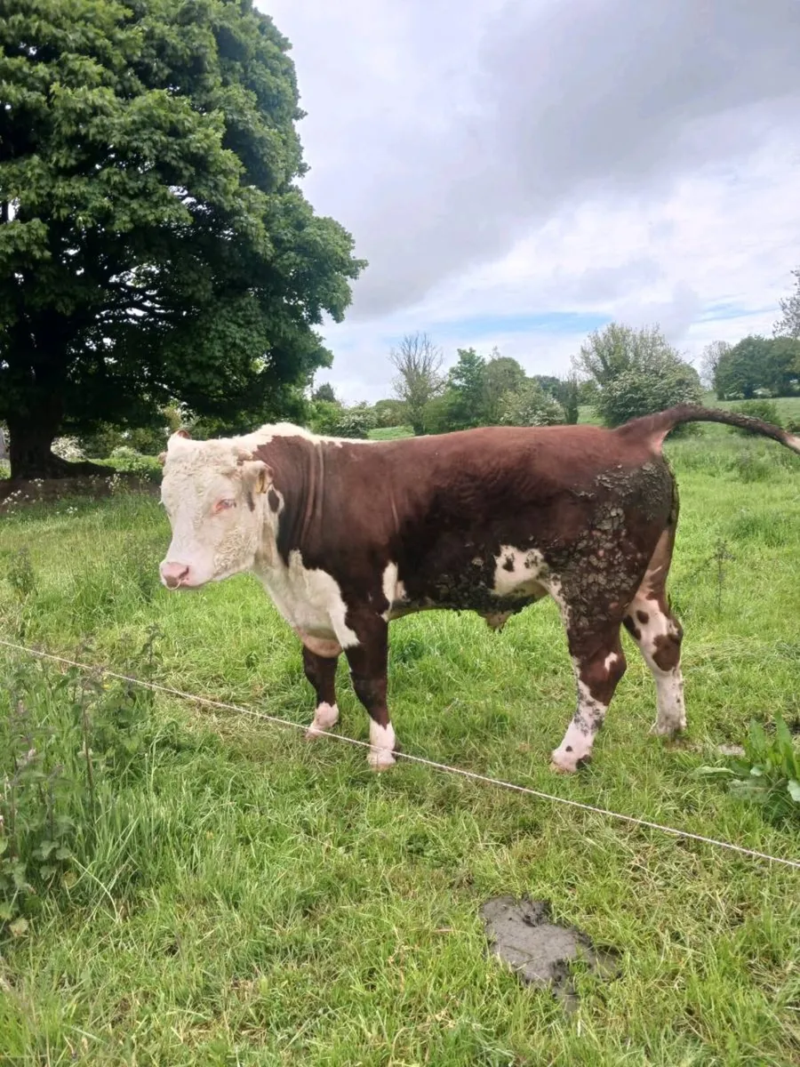 Hereford bull - Image 2