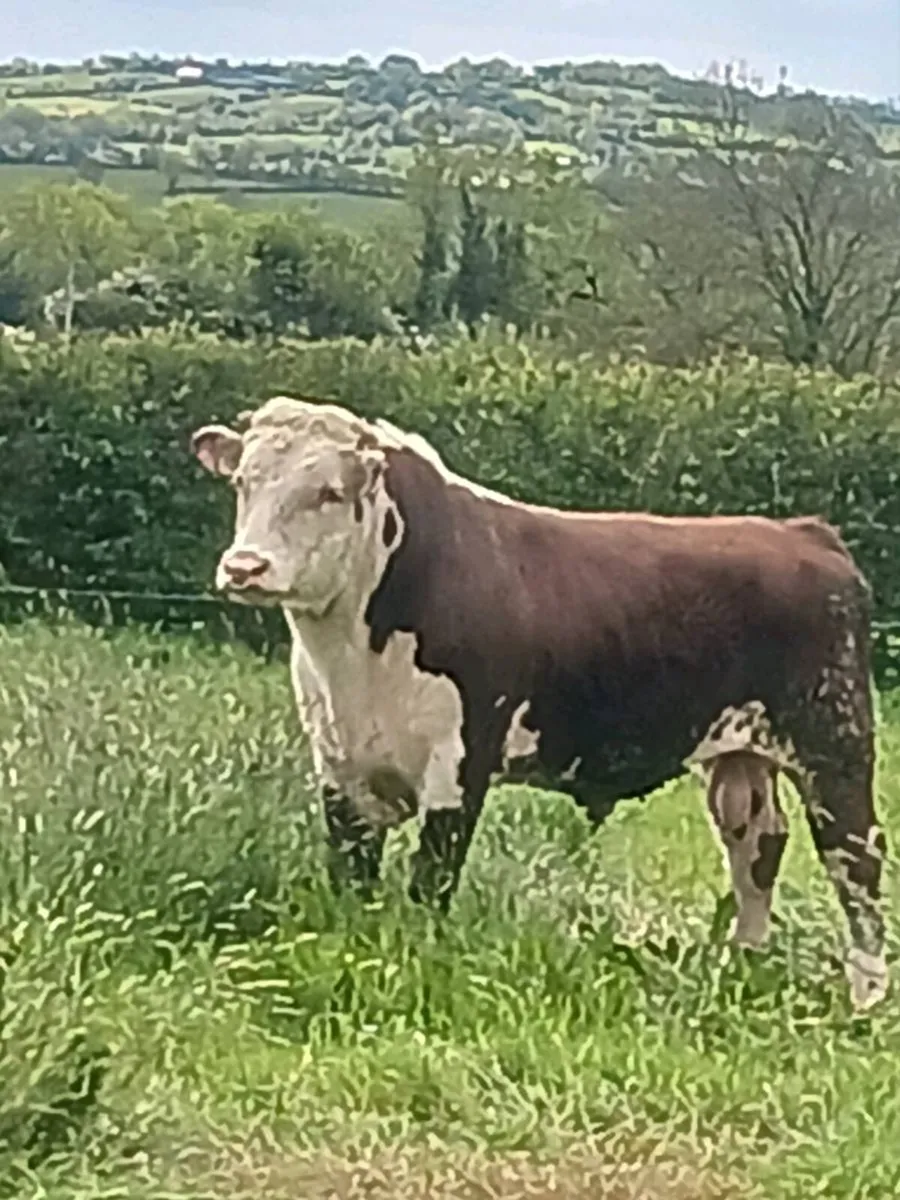 Hereford bull - Image 3