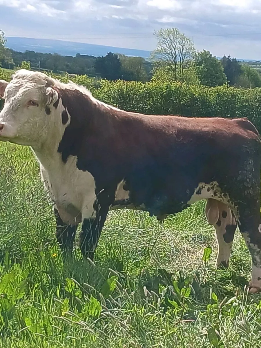 Hereford bull - Image 1