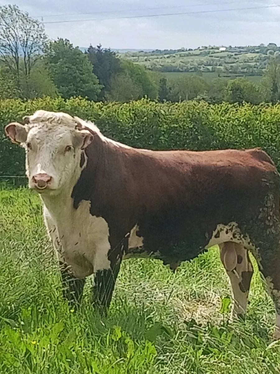 Hereford bull - Image 4