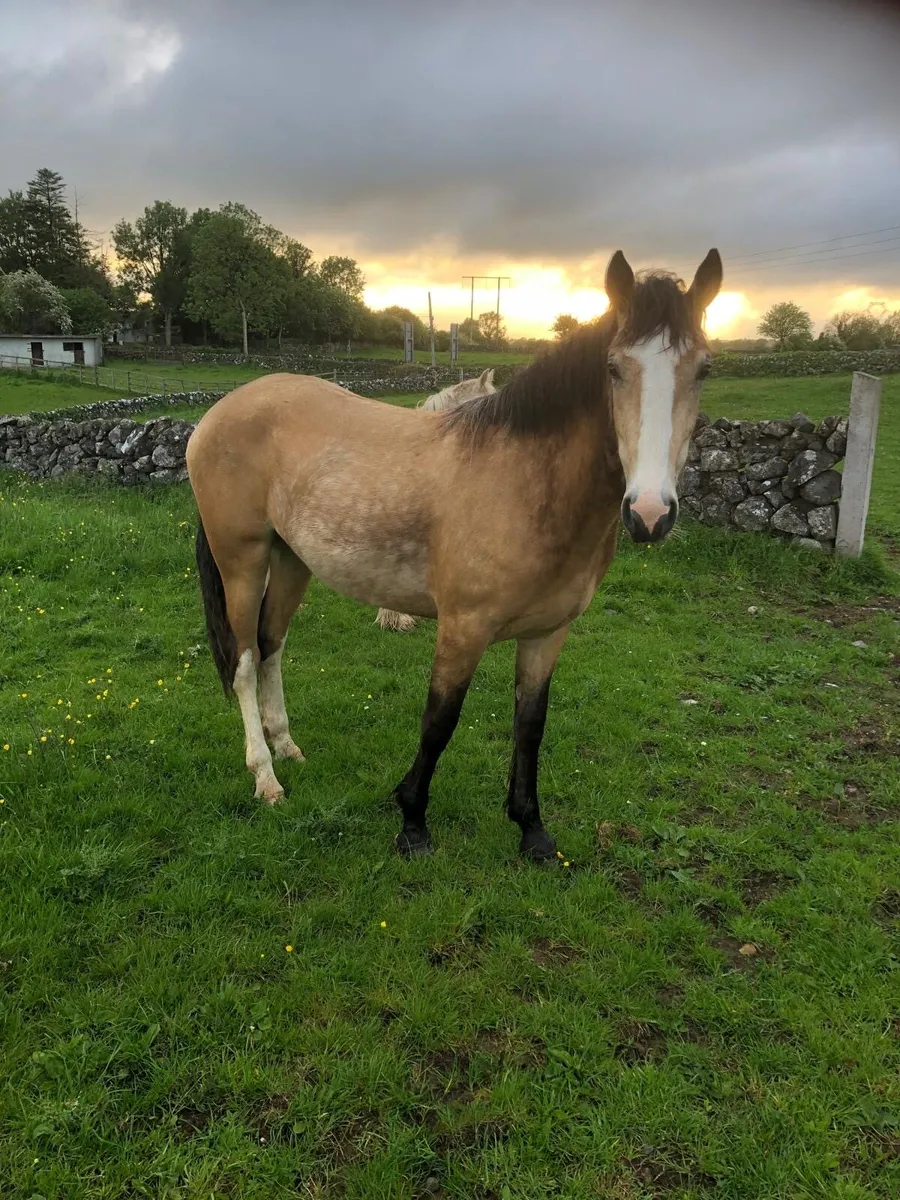2yr Old Dun Filly - Image 1