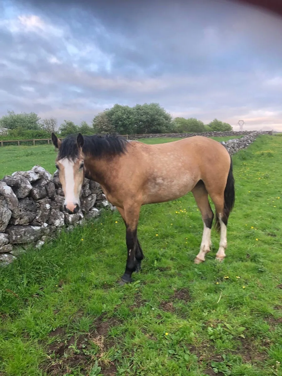 2yr Old Dun Filly - Image 3